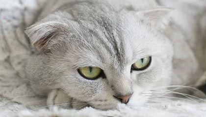 演员张凯丽回应红毯穿黑丝：我今年才63，正是闯的年纪