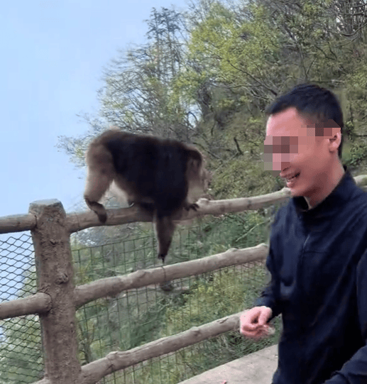 猛推峨眉山猴子的男子已致歉，三年内禁止进入景区！猴子没事